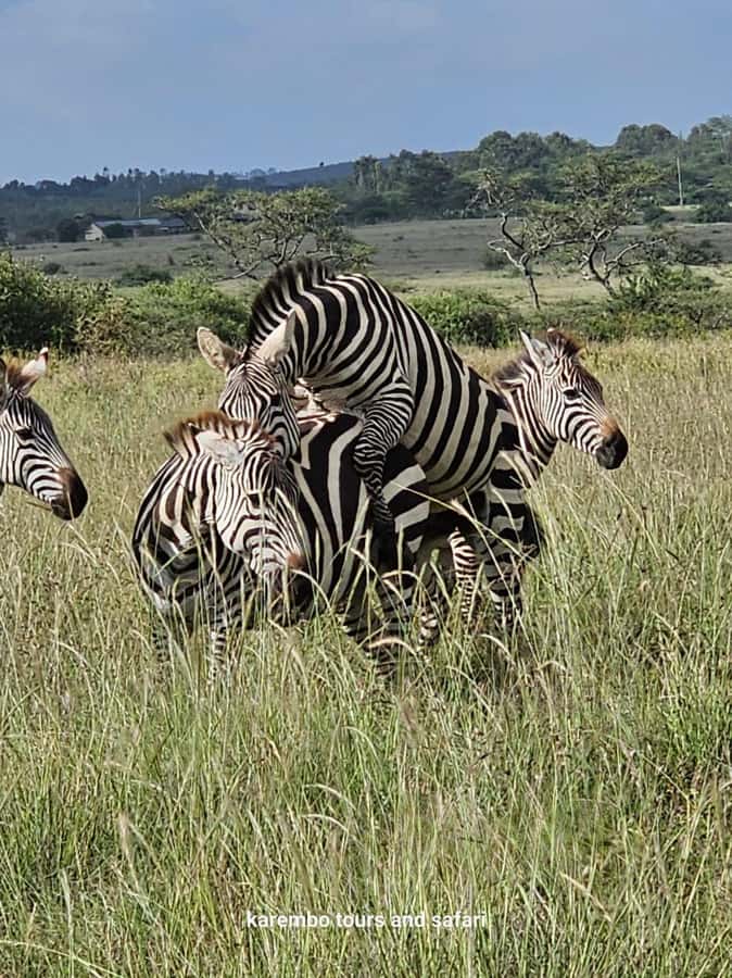 Nairobi: National Park Guided Game Drive For 5 Hours - The Guide Can Make or Break the Day
