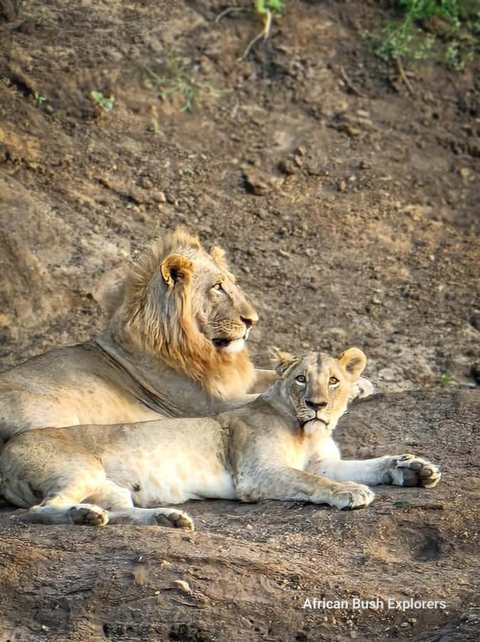 Nairobi: National Park Guided Game Drive For 5 Hours - Understanding the Real Price