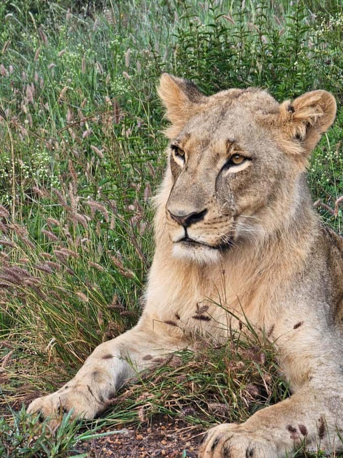 Nairobi: National Park Guided Game Drive For 5 Hours - Booking Tips That Prevent Problems