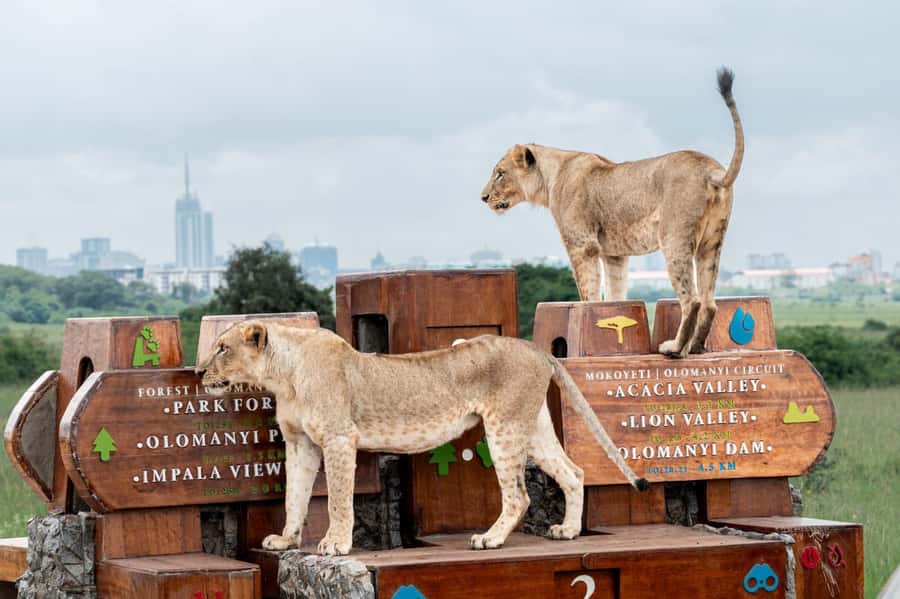 Nairobi: National Park Guided Game Drive For 5 Hours - Pickup, Timing, and the First Part of the Drive