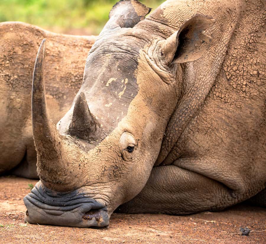 Nairobi: National Park Guided Game Drive - Pickup from Nairobi and the ride to the gate