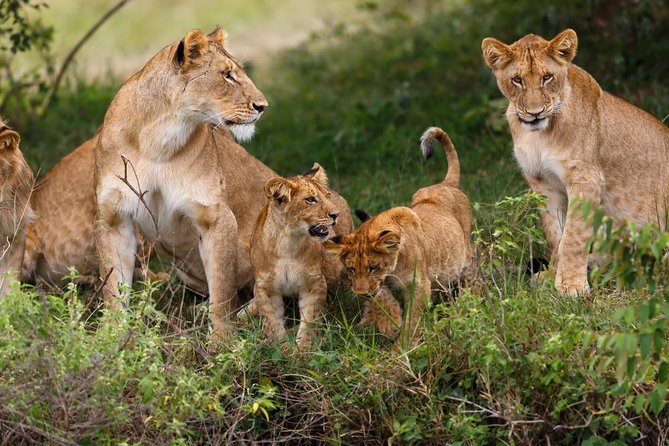 Nairobi National Park Guided Half Day Tour Game Drive- FREE WIFI - The morning pickup and safari van