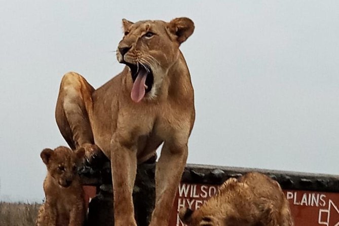 Nairobi National Park Guided Half Day Tour Game Drive- FREE WIFI - What the $52 price really covers
