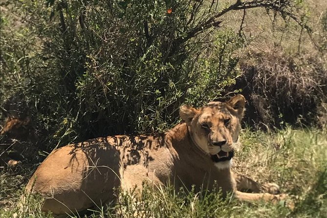 Nairobi National Park Guided Half Day Tour Game Drive- FREE WIFI - Choosing between the van and private jeep