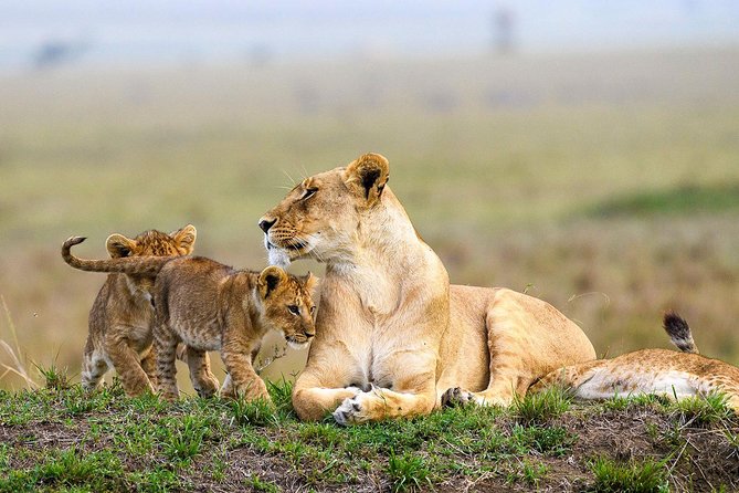 Nairobi National Park Guided Half Day Tour Game Drive- FREE WIFI - Who will get the most from this tour