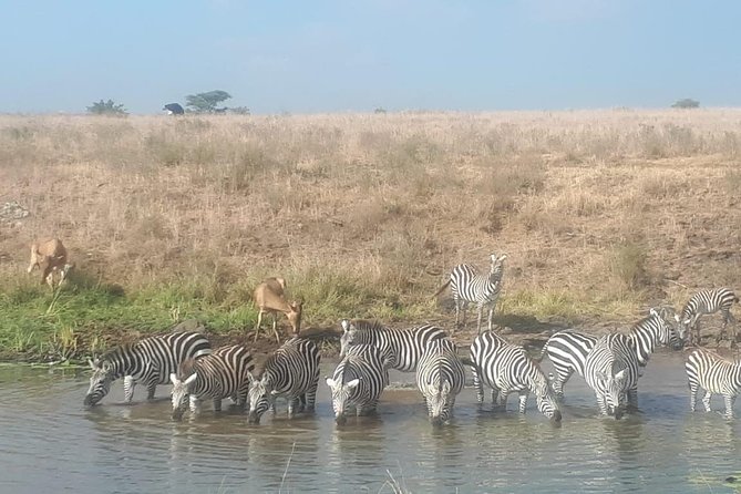 Nairobi National Park Guided Half Day Tour Game Drive- FREE WIFI - Timing, meals, and practical details