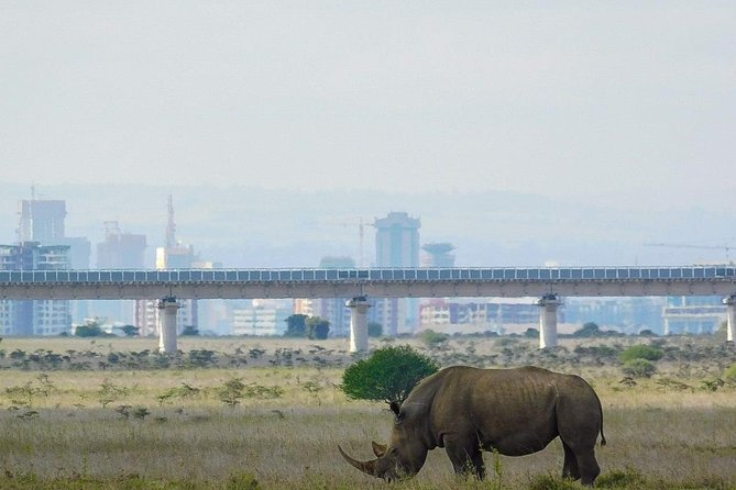 Nairobi National Park Guided Half Day Tour Game Drive- FREE WIFI - Four hours among Nairobi’s wildlife