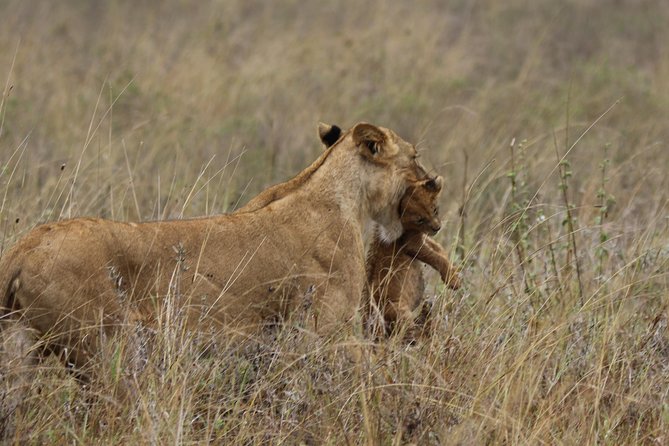Nairobi National Park guided tour - What the private game drive is like