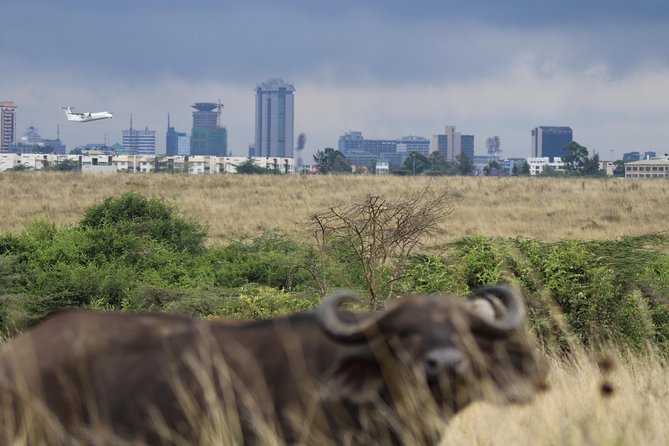 Nairobi National Park guided tour - Four hours is short, but useful