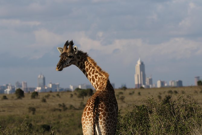 Nairobi National Park guided tour - Pickup, water, WiFi, and what you pay extra