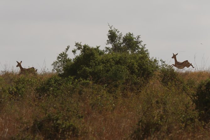 Nairobi National Park guided tour - A guide can make or break a short safari
