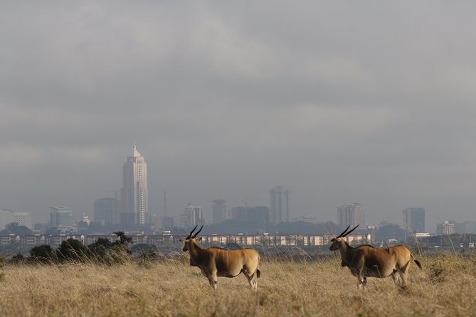 Nairobi National Park guided tour - Rhinos are the main reason to pay attention