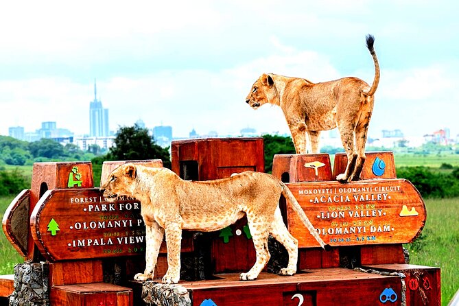 Nairobi National Park Half-Day Game Drive - What the guides add to the experience