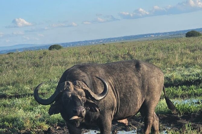 Nairobi National Park Half-Day Game Drive - The true cost and what you receive