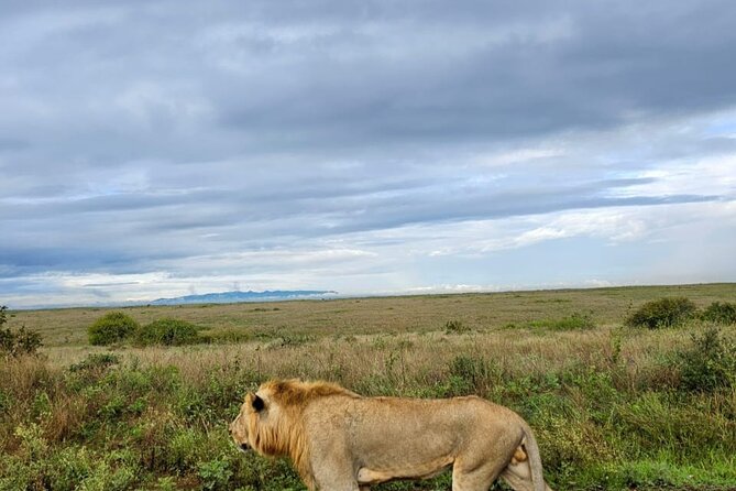 Nairobi National Park Half-Day Game Drive - Who should book this Nairobi safari?