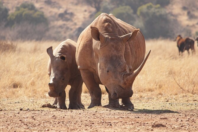Nairobi National Park Half Day Game Drive Tour With Free WIFI - A real safari without leaving Nairobi