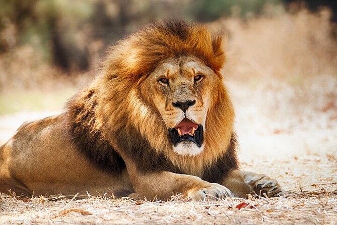 Nairobi National Park Half Day Game Drive Tour With Free WIFI - Morning or afternoon: choosing your departure
