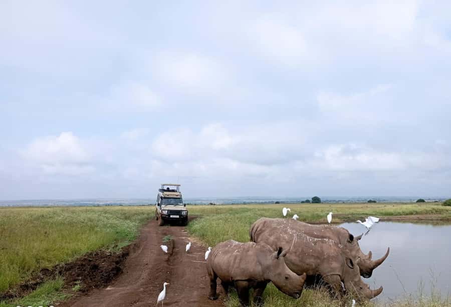 Nairobi National Park: Half-Day Group Tour with Pickup - A real safari with Nairobi in the background