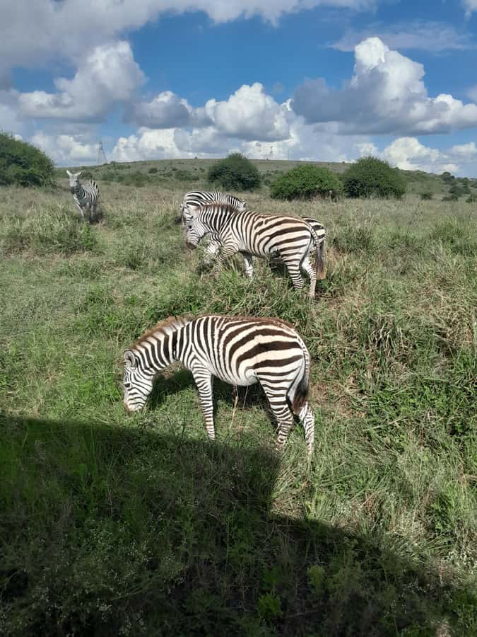 Nairobi National Park: Half-Day Group Tour with Pickup - The final stop at the curio shops