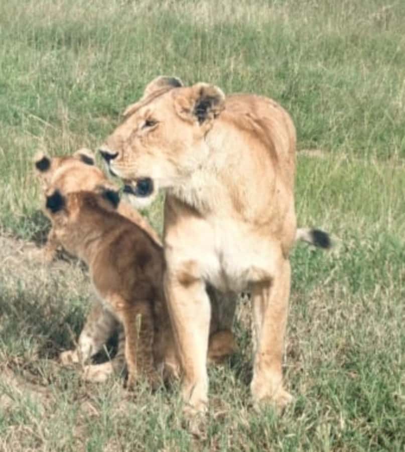 Nairobi National Park: Half-Day Group Tour with Pickup - Booking details that matter