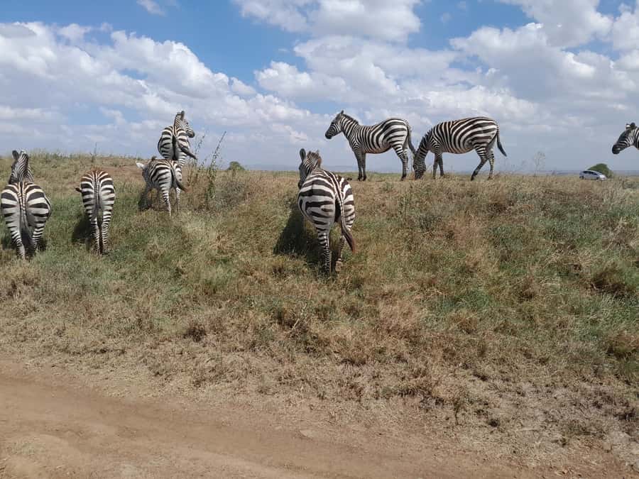 Nairobi National Park: Half-Day Group Tour with Pickup - Four hours in an open-roof van