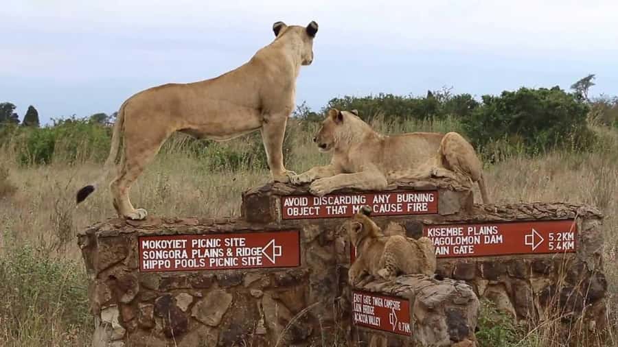 Nairobi National Park Half-Day Guided Game Drive With Pickup - Nairobi National Park, a safari beside the city