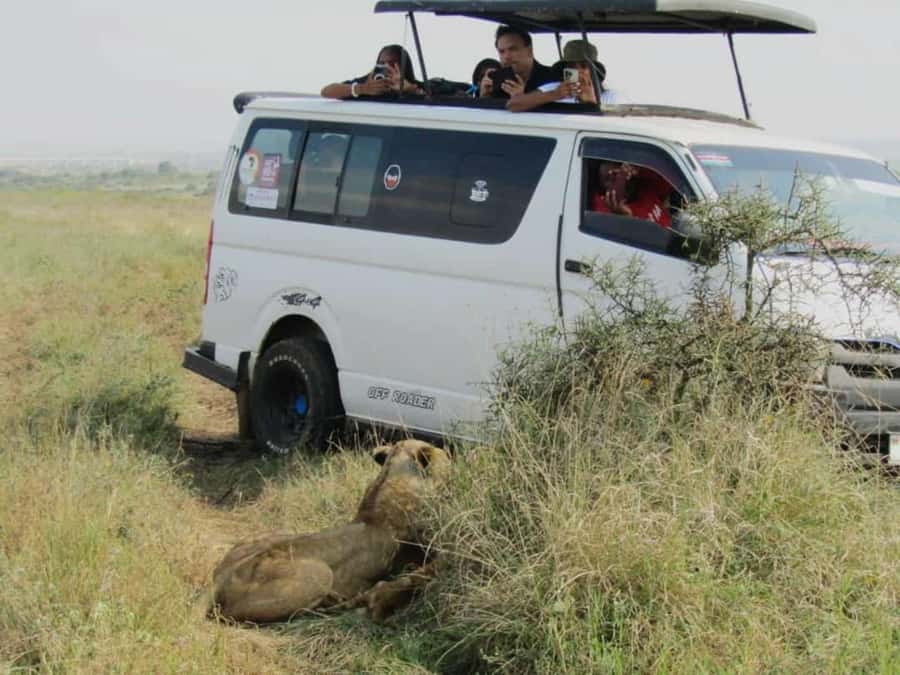 Nairobi National Park Half-Day Guided Game Drive With Pickup - Choosing morning, afternoon, or evening