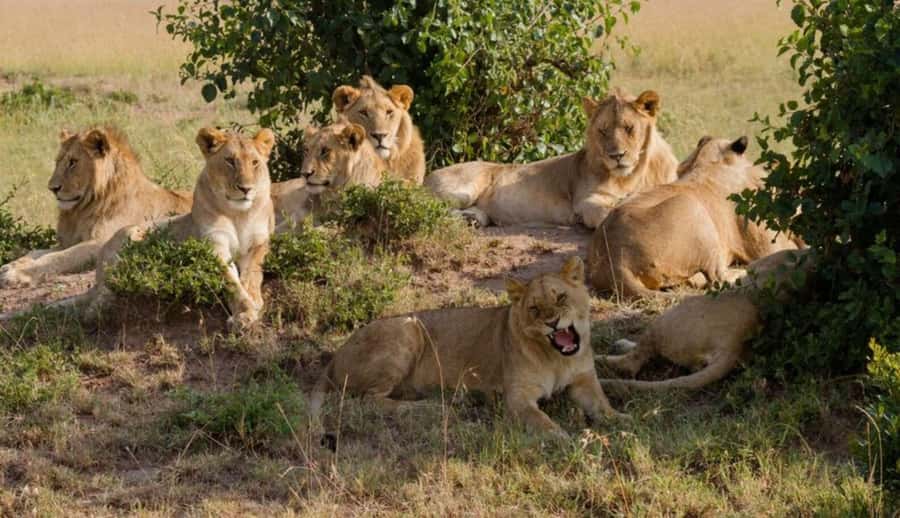 Nairobi National Park Half-Day Guided Game Drive With Pickup - What the five-hour game drive can deliver