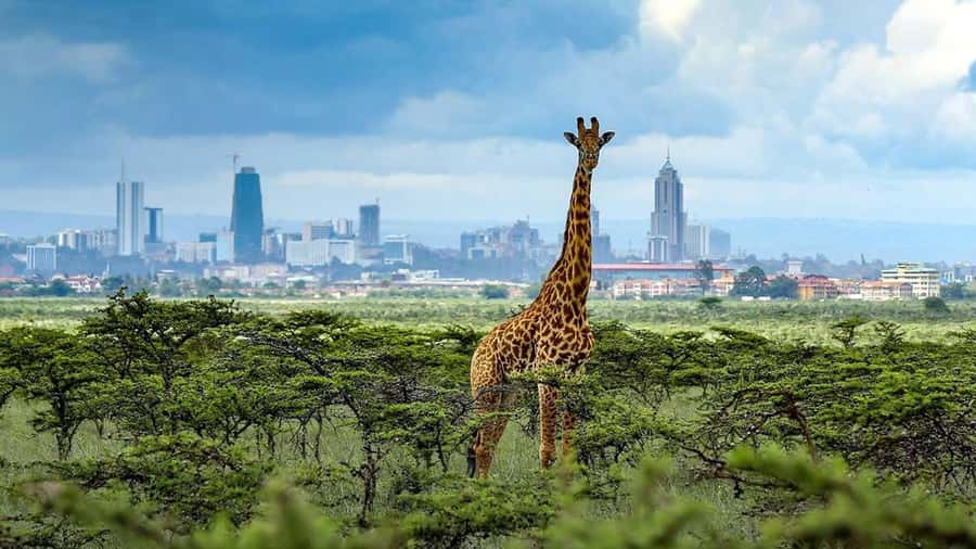 Nairobi National Park Half-Day Guided Game Drive With Pickup - The craft stop at Kobe Tough Beads and Leather