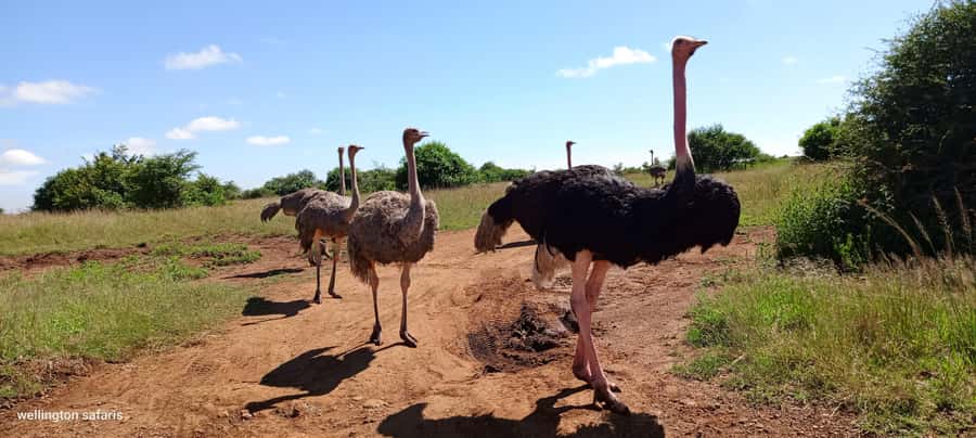 Nairobi National Park Half-Day Guided Game Drive With Pickup - The real cost: $42 is only the starting point