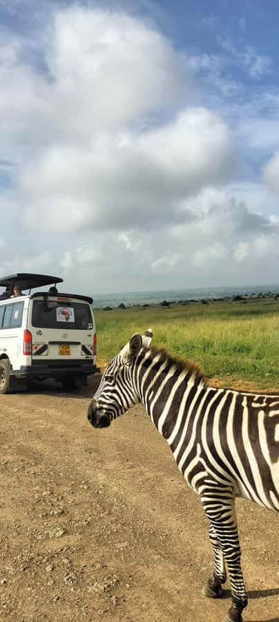 Nairobi National Park Half-Day Guided Game Drive With Pickup - Languages, group choices, and accessibility