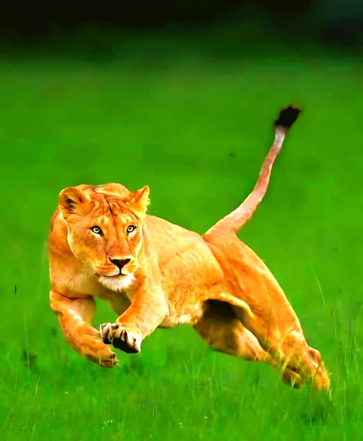 Nairobi National Park Half-Day Guided Game Drive With Pickup - Who should book this Nairobi safari