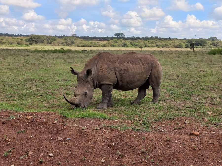 Nairobi National Park Half-Day Guided Game Drive With Pickup - Should you book it?