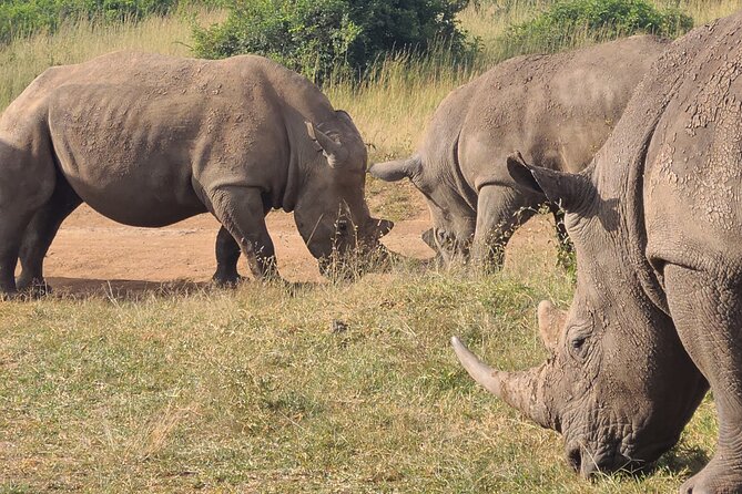 Nairobi National Park Half Day Tour - Why this park works for a short Nairobi visit