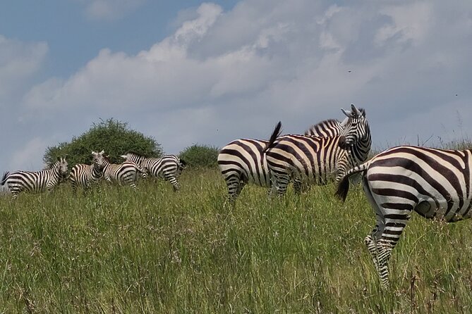Nairobi National Park Half Day Tour - Entering Nairobi National Park for the game drive