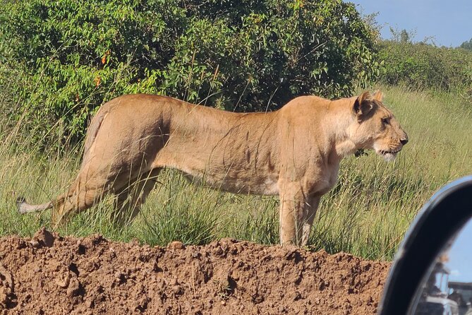 Nairobi National Park Half Day Tour - What the private setup is worth at $194.81