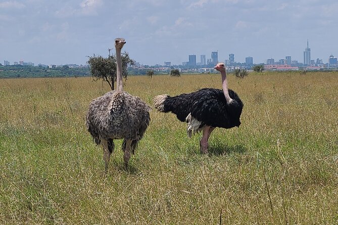 Nairobi National Park Half Day Tour - Practical planning for the morning