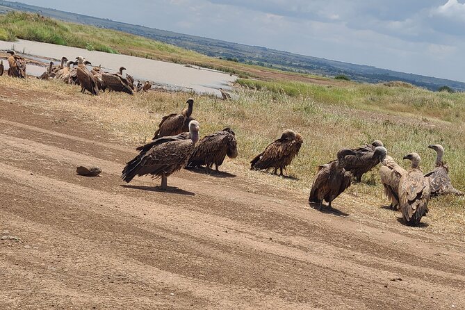 Nairobi national park half day tour - Who should book this Nairobi safari