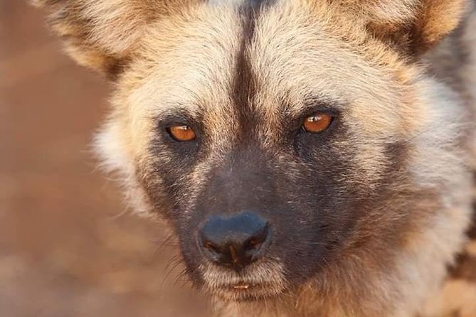 Nairobi national park half day tour - Small details that make the morning easier