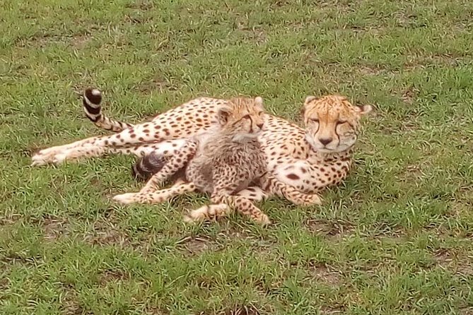 Nairobi National Park Half-Day Tour; Free Wi-Fi connection - The value of the city and wildlife contrast