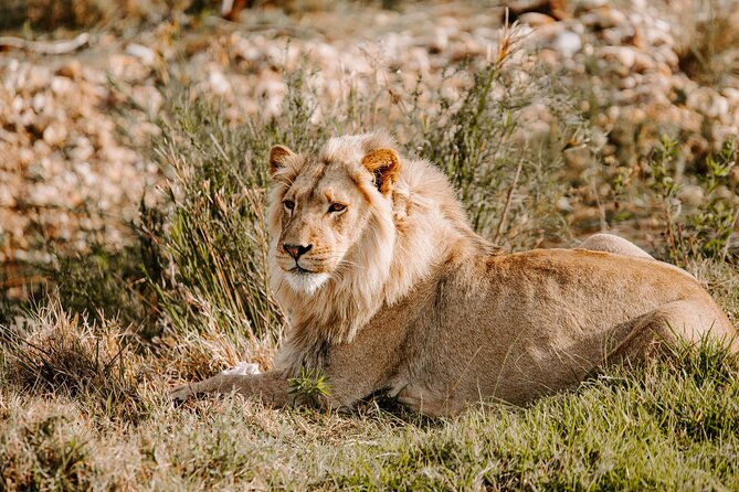 Nairobi National Park half-Day Tour; Free wifi Connection - Wildlife to look for during four hours