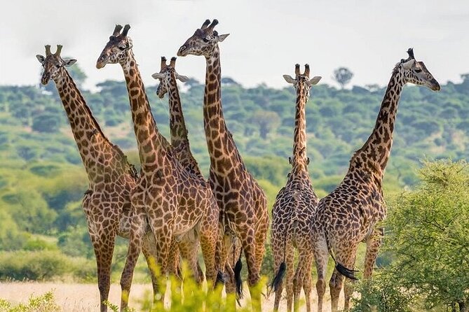 Nairobi National Park half-Day Tour; Free wifi Connection - Morning or afternoon: which timing suits you?