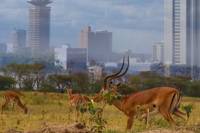 Nairobi National Park half-Day Tour; Free wifi Connection - What the $41 price really buys you