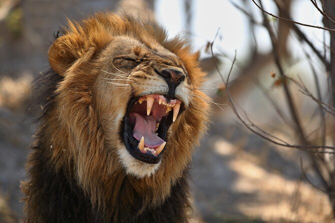 Nairobi National Park half-Day Tour; Free wifi Connection - Practical details to settle before booking