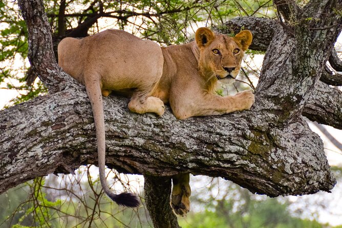 Nairobi National Park half-Day Tour; Free wifi Connection - Entering the park and starting the game drive