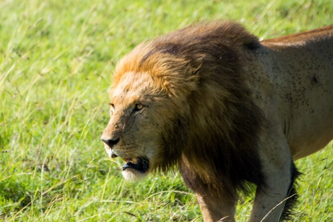 Nairobi National Park Half Day Tour with Landcruiser with Pickup - Best for airport layovers and limited time