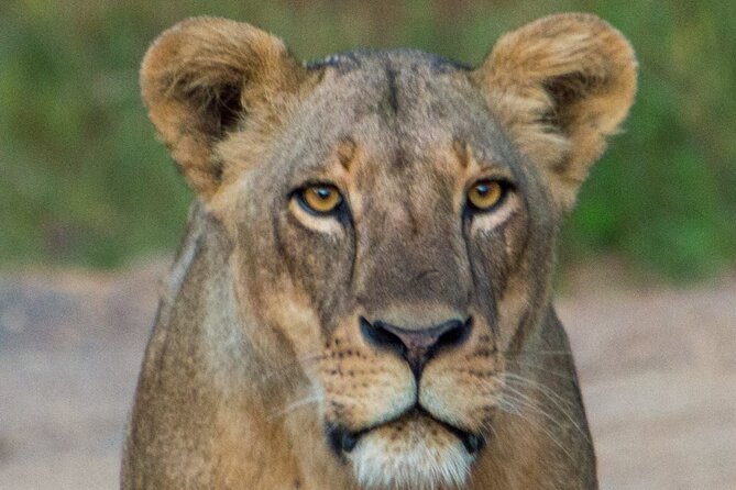 Nairobi National Park Half Day Tour with Landcruiser with Pickup - What this half-day tour cannot promise