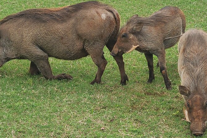 Nairobi National Park Half Day Tour - Searching for lions, leopards, and buffalo