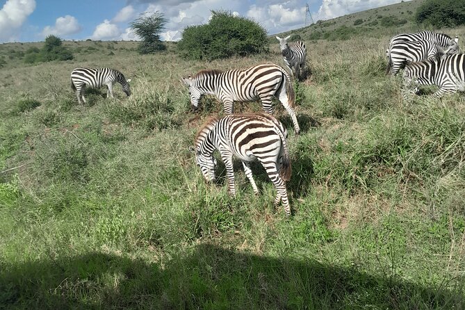 Nairobi National Park Half Day with Pickup - Key points to know before booking