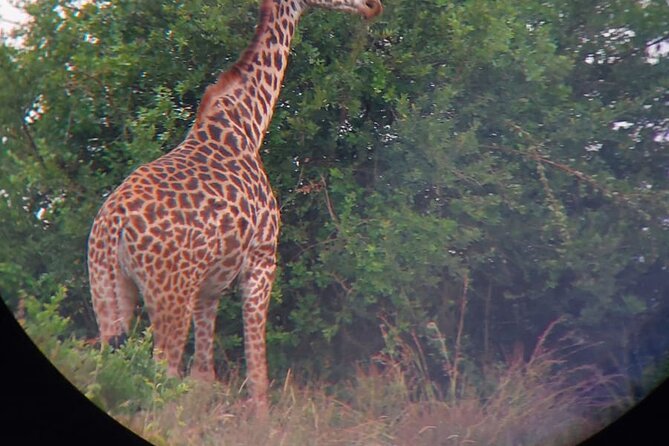 Nairobi National Park Half Day with Pickup - What the five-hour schedule really gives you